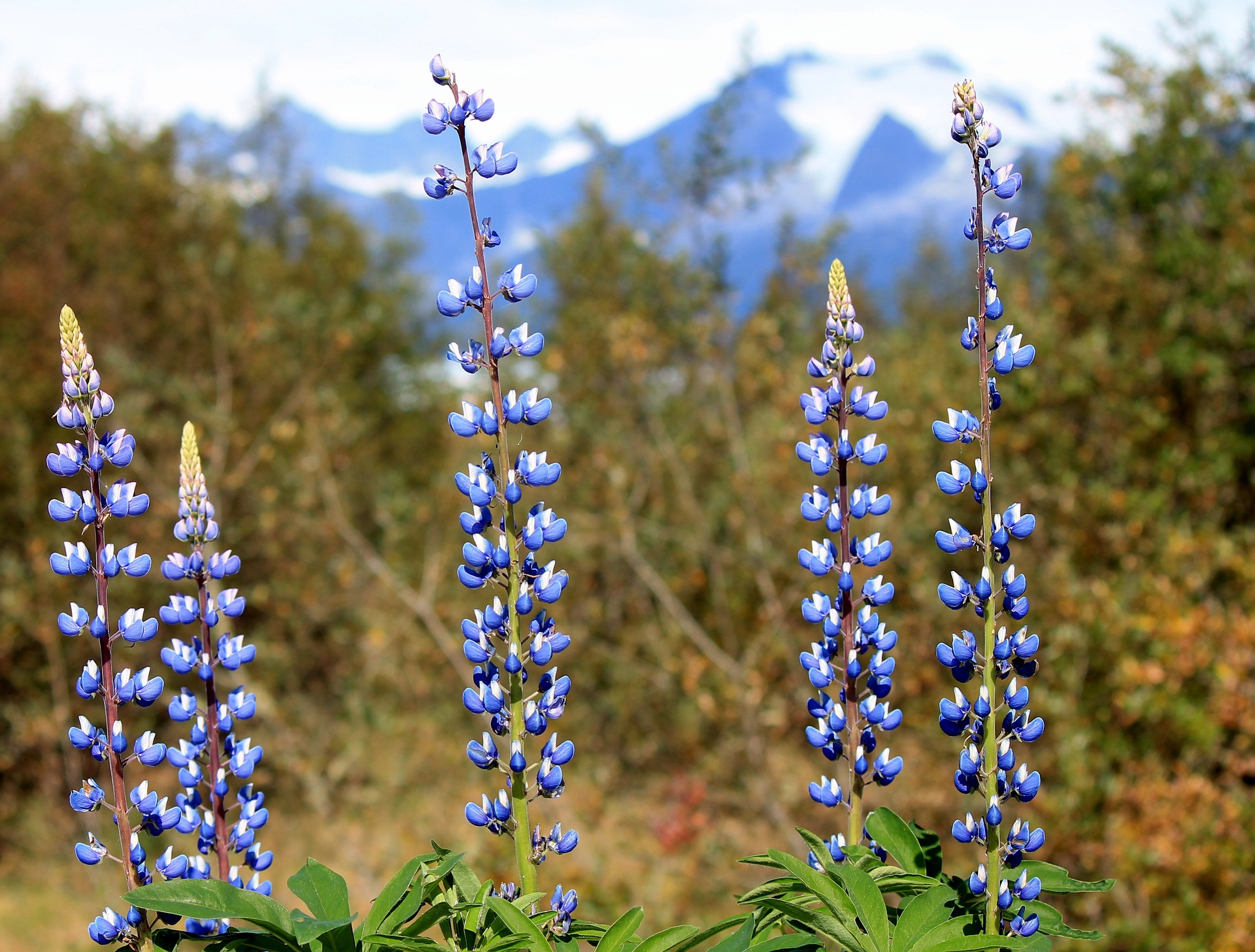 Alaska Wildflowers - Mountain Springs Counseling | Beth A. Johnson, MA, LPC, RPT